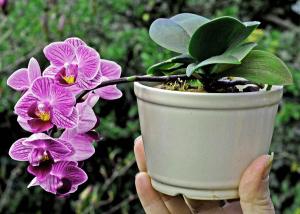 Phalaenopsis x 'Little Lady'